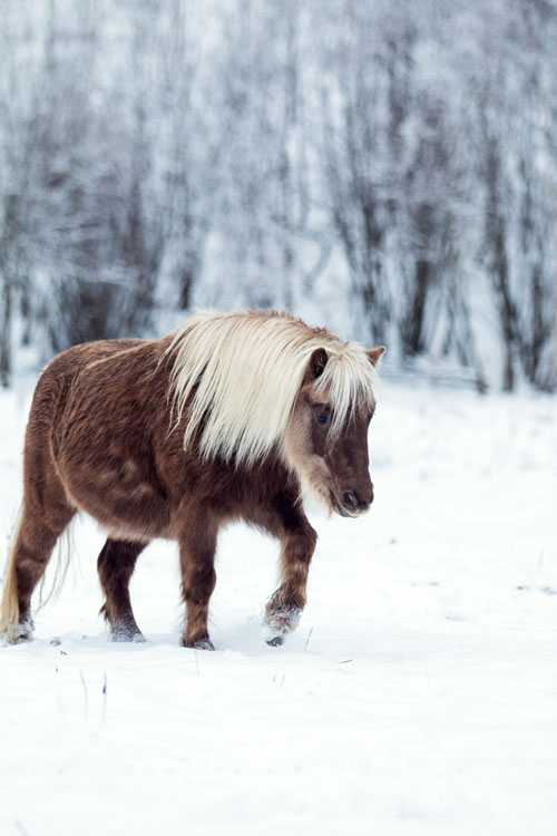 Pony läuft im Schnee